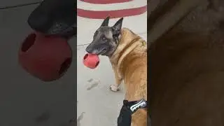 Update on ZeeNa's knee brace from Tailwind Pets