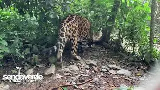 Another day a Senda Verde Animal Sanctuary #1 - Big Cats [English Audio]
