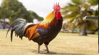 ROOSTER Sounds, Early Morning Sounds,(Birds And Animals Sounds), OH!! SOUNDZ