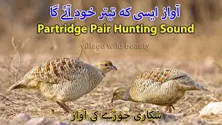 Partridge Pair Hunting Sound | Shikari Teetar Jody ki Awaz | Grey Francolin Hunting voice calling