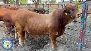 El Cerrito Beefmaster - Nuestros toretes