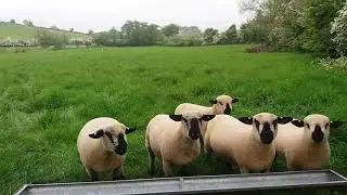 Hampshire Down Sheep Loughan Moss Flock