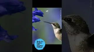Fun Facts About Ruby-Throated Hummingbirds!!!
