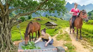 Trade Old Horse for a New Stronger Horse – Care and Bathe the Horse | Ly Tieu Toan