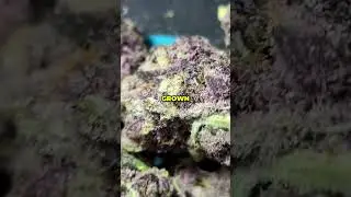 TropCherry Deep Dive: Sativa Hybrid Effects