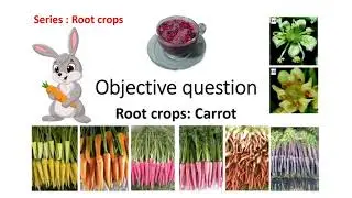 MCQs on Carrot II Root Crop Series 2 II ARS in Vegetables II JRF Horticulture II ICAR SRF Vegetable