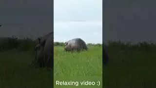 Hippo spraying poop | Relaxing video #shorts