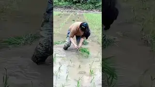 farming process #farming #agriculture #farmersmarket #satisfying #agriculturefarming