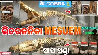 ଭିତରକନିକା ‼️ Mesuem National Park ‼️ Skeleton 🐊 & Hetchery Wildlife Animals Life 