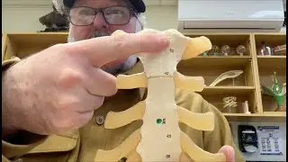 Skeleton anatomy - the Sternum.