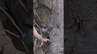 Bird know for extraordinarily loud sound - Screaming Piha  #shorts #birds