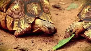 Tortuga angonoka