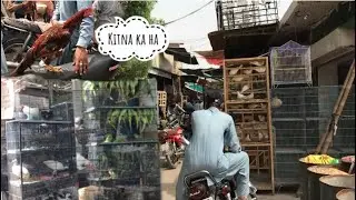 Visit to birds market in multan | birds price  | Friday market |