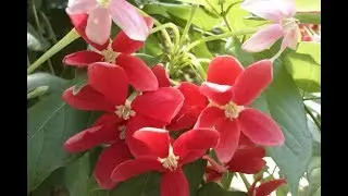 Quisqualis indica (tropicale) medicinal plant