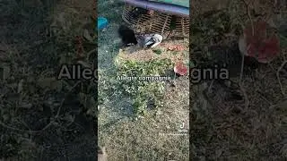 Animali da cortile. L'Allegra compagnia.