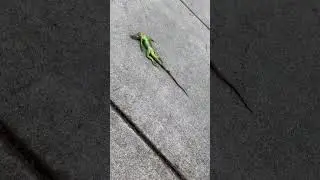 Frozen Iguanas Falling From Trees Becoming Florida's Christmas Tradition #shorts #coldsnap