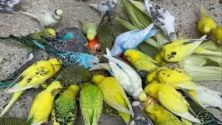 Most Hungry Birds Fighting For Food And Getting Healthy Mix Seeds Warm diet treat 🦜