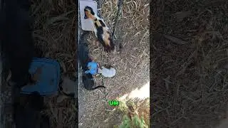Leros Cat Foundation: Feeding Stray Cats on the Greek Island! #shorts