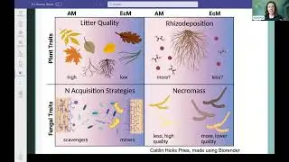 Mycorrhizal Fungi in Northeastern Forest