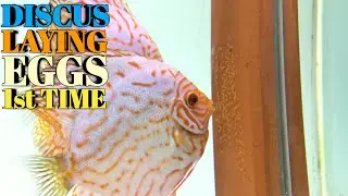 Discus Laying Eggs 1st Time | Discus Spawning | Discus fish Breeding | Discusfish | Discus Pairing