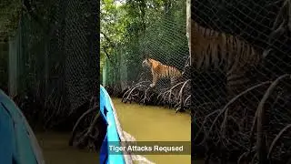 Coexistence in Action | Safe Rivers, Protected Tigers in Sundarbans 🐅🌿🚤