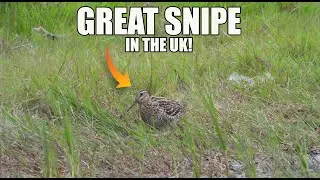 Great Snipe in the UK