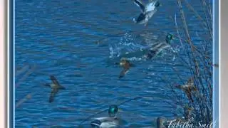 Duck Slide Show.mp4