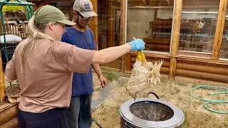 Pluck Around and Find Out: Chicken Processing Day!