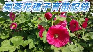 蜀葵花種子育苗記錄