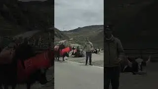 🌹 Sikkim tour 🌹 #viral #videoshort #indiantravel #hindisadsong #everyone #follower #tourvideo 💥