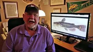 THE INDUSTRIAL CATFISH LOBBY KILLED FLORIDA JOBS