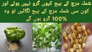 Shimla mirch ko beej se ugane ka tarika.How To Grow  capsicum from Seeds