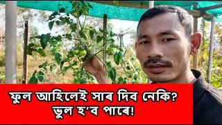 বিলাহী ফল ধৰা সময়ত সম্পূৰ্ণ যত্ন | Support, Neem Oil, পানী দিয়া নিয়ম Complete Tomato Fruiting Care