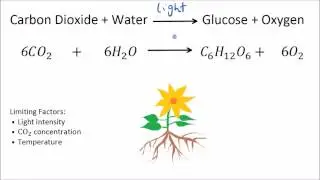Скорость фотосинтеза – ограничивающие факторы | GCSE Science | Биология | Знакомство с наукой