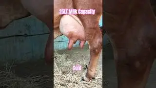 #25LT Milk Capacity ##100% pure Gir cow #sold out @salman bhai dairy #viral#trending#youtubeshorts
