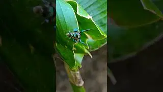 The search of a spider