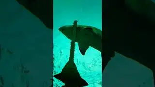 🦈💧Shark vs. Sawfish🔥|| #shortsfeed #youtubeshorts #shortsviral 🌊👀🍁📸