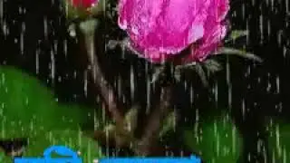 Good morning daluigram