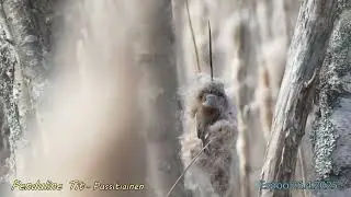 Eurasian Penduline Tit/Pussitiainen 2025