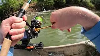 Catching Bass in an Oregon River with Neko and Ned Rig in Spring