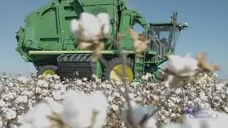 Tillman White Talks about the US Cotton Trust Protocol's Recent Growth