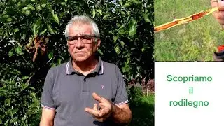 Scopriamo il rodilegno