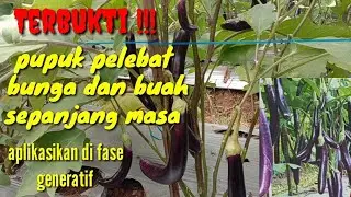 PENTING !!! LAKUKAN INI AGAR BUAH TERONG SUPER LEBAT PEMUPUKAN KE 4