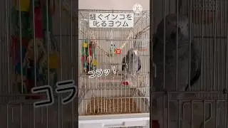 【ｺﾗｯ💢】騒ぐインコを注意するヨウム#birds #インコ #オウム