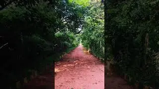 Nature Walk | Peaceful and relaxing Park #walk #shorts