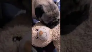 The Pug Symphony: A Dance of Harmony