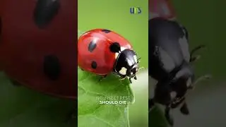 Ultra Pest Solution | Jain Products | Repplent |