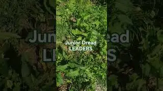 JUNIOR DREAD NATURAL ACOUSTIC #reggaeacoustic #reggaemusic #juniordread