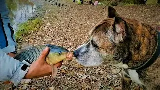 Pecanje &scaron;arana na Tami&scaron;u - novembar 2021. | Carp fishing ***