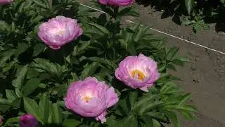 пион PINK DELIGHT